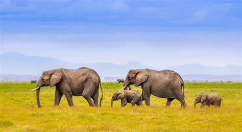 Elephant Family Wallpapers - 4k, HD Elephant Family Backgrounds on ...