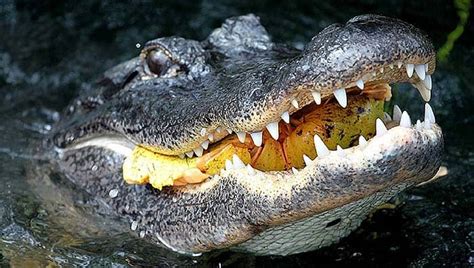 What Do Alligators Eat? | American Alligator & Chinese Alligator Diet