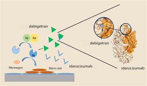 Idarucizumab (PRAXBIND) | STROKE MANUAL