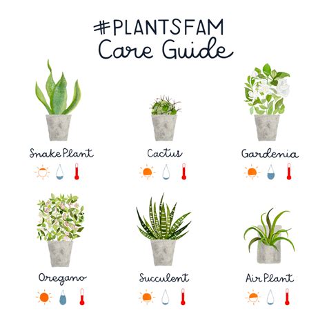 How To Care For Indoor Plants 15 Steps With Pictures