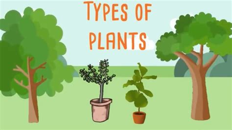 Types of plants for kids | Different types of plants - YouTube