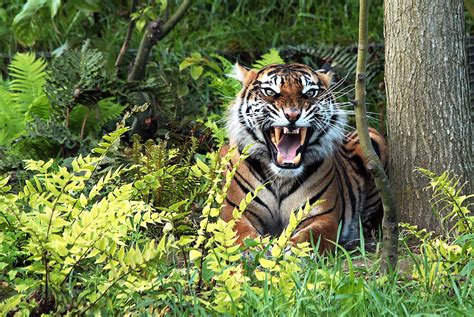 Tiger on the highway: Sighting in Sumatra causes a stir, but is no surprise