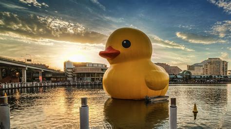 10 Top Rubber Duck Wall Paper FULL HD 1080p For PC Background 2020