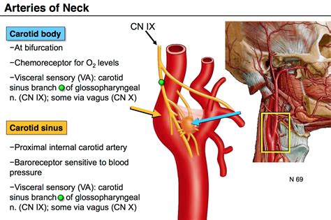 carotid body - Liberal Dictionary | Internal carotid artery, Carotid artery, Sinusitis