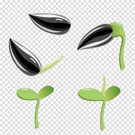 Seed Germination Clipart