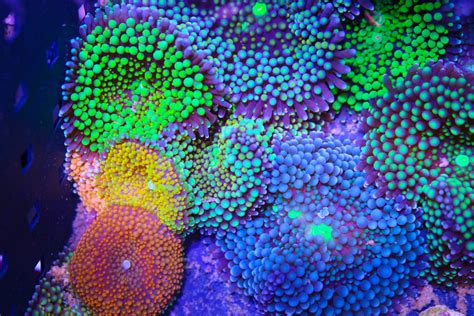 Florida Ricordea Coral Care - Frag Box Corals