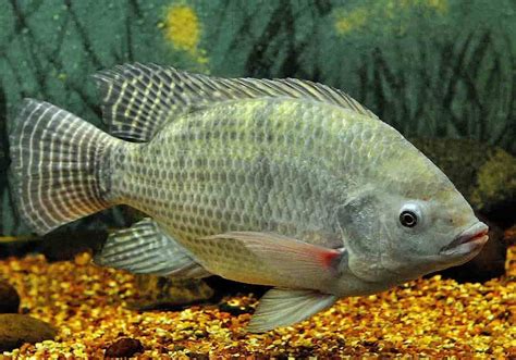 Nile Tilapia | Facts, Nutrition, Recipes, Cultivation and History