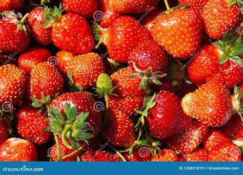 Juicy Strawberries. Best Backgrounds. Summer. Fruit. Food Stock Image ...