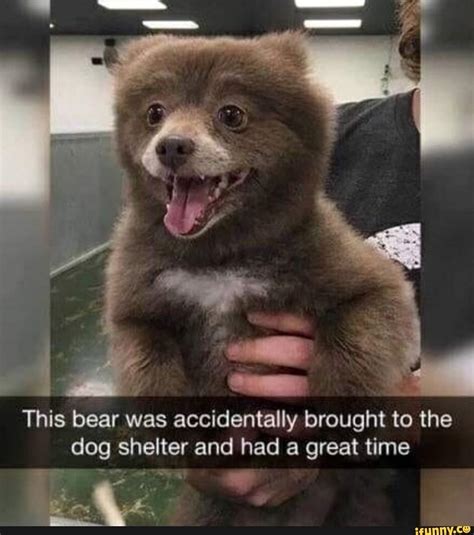 This bear was accidentally brought to the dog shelter and had a great ...