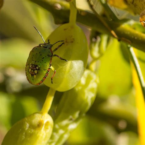 Green Stink Bug Nezara Viridula. Close Up Stock Image - Image of ...