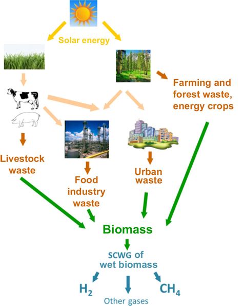 1 Different sources of biomass and the connections among them. (For... | Download Scientific Diagram