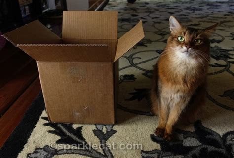 Cats and Boxes - Easiest Interactive Play Ever! - Summer’s Fabulous Cat Life