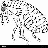 Insect Flea Animal Isolated Coloring Page For Kids Stock Vector Image  sketch template