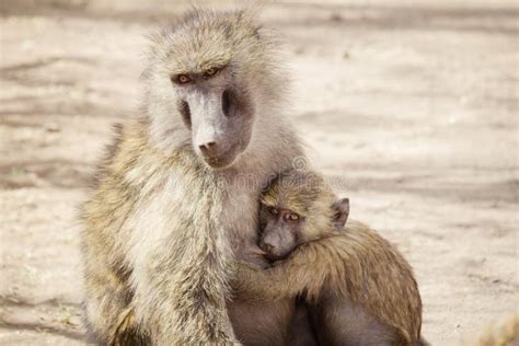 Mother and baby monkey stock image. Image of wildlife - 78121599