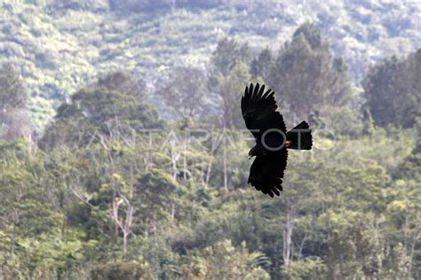 BURUNG ELANG HITAM TERBANG DI KAWASAN PUNCAK | ANTARA Foto