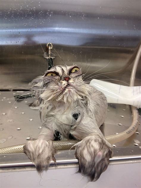 Angry Wet Cats