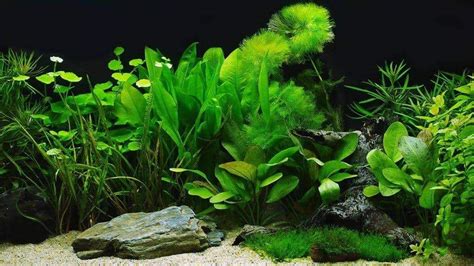 Freshwater Fish Tank Cycling - How to Prepare for New Fish - Aquarium ...