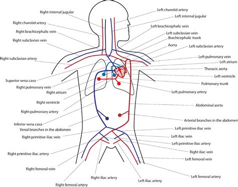 el moderno prometeo: Circulatory System: Components