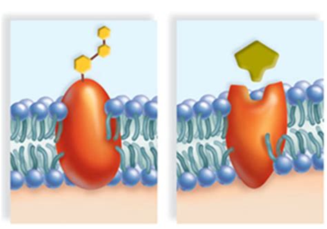 Plasma Membrane and Cell Transport - About