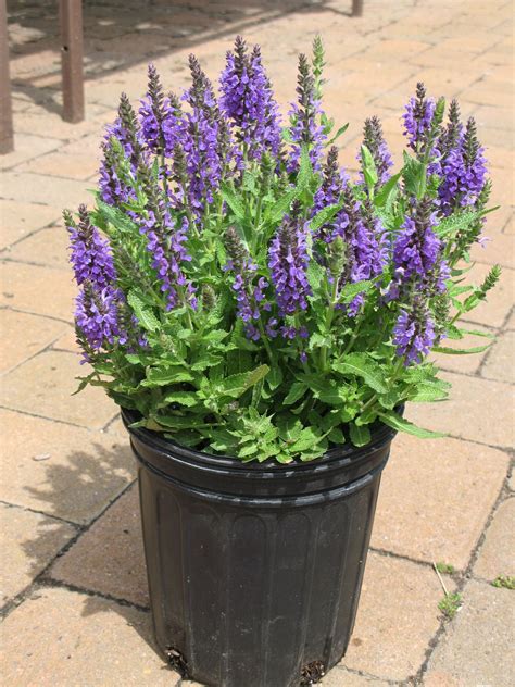 Meadow Sage, Salvia nemorosa 'Marcus' | Ryeland