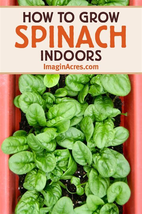 How to Grow Spinach Indoors - ImaginAcres | Growing spinach, Growing ...