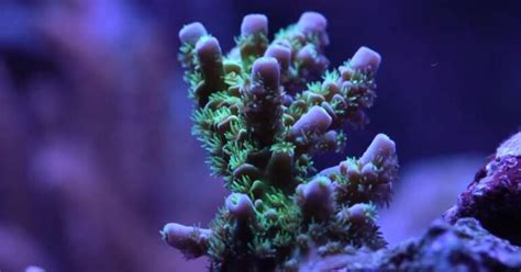 Walt Disney Acropora Care - Reef Keeping World