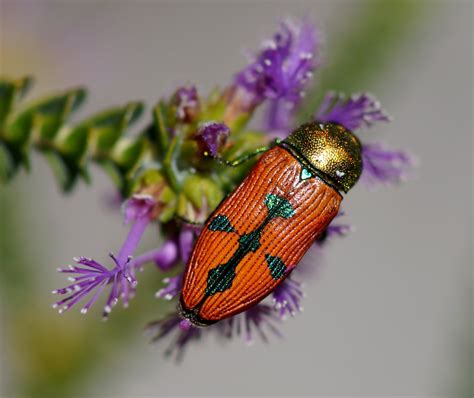 Jewel Beetle 32 | Stigmodera Castiarina sp. cannot find a m… | Flickr - Photo Sharing!