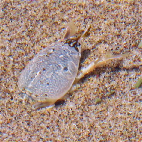 Emerita analoga (Pacific Sand Crab or Pacific Mole Crab – 10,000 Things ...