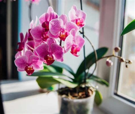 How To Make Your Orchid Bloom Again