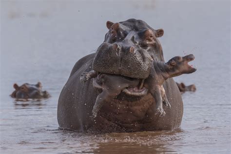 15 Finalist Photos from the 2019 Wildlife Photographer of the Year Contest