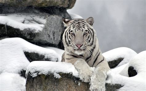 Snow Tiger Wallpaper (63+ images)