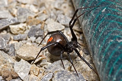 Redback spiders | Safeguard Pest Control | Sunshine Coast