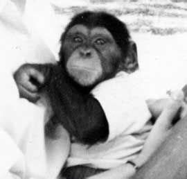 Washoe as an infant | Chimp, Chimpanzee, Animal intelligence