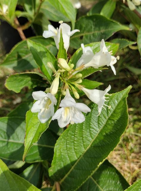 Weigela White-Flowered Group - Trees and Shrubs Online