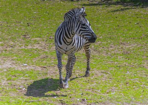 Premium Photo | Stripes of the wild zebra roaming in natural habitat