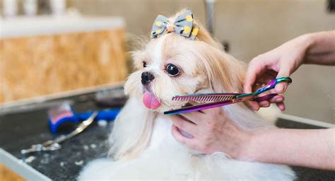 Shih Tzu Grooming – Help Your Pup Look His Best