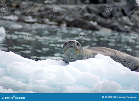 Leopard seal on an iceberg stock photo. Image of polar - 104638122