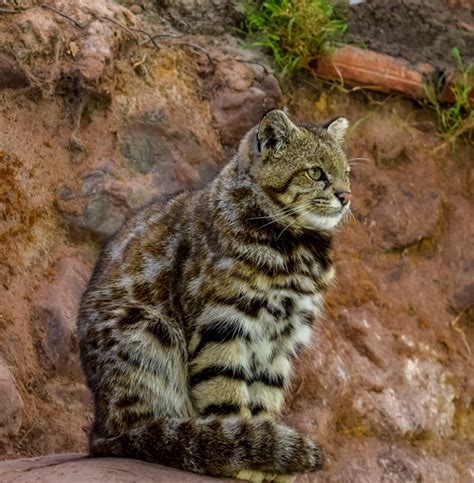 Andean mountain cat : r/aww