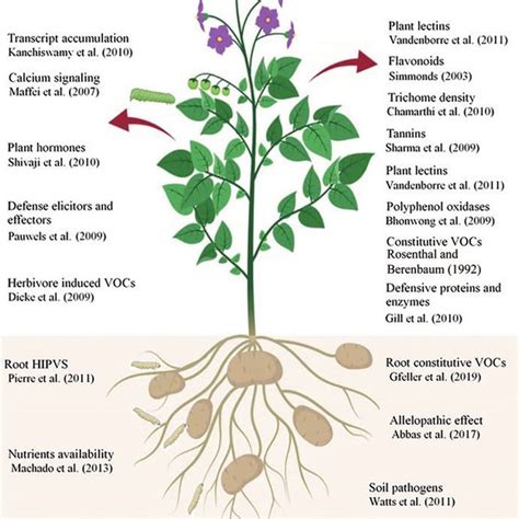 2 The sources of plant protease inhibitors with different sources... | Download Scientific Diagram