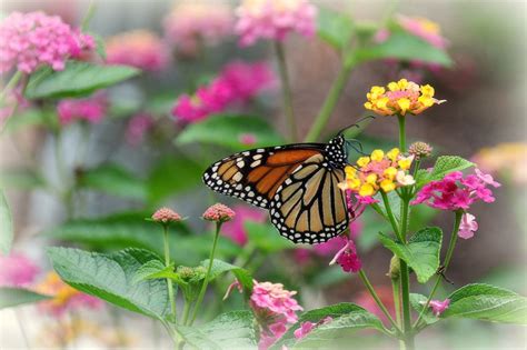 Lantana - great for attracting butterflies. | Lantana, Attract butterflies, Pretty pictures