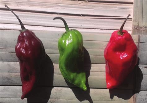 3 Different types of Bhut jolokia fruits. | Download Scientific Diagram