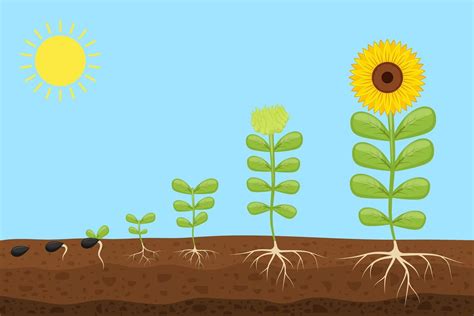 Download Plant growth stages vector design illustration for free ...