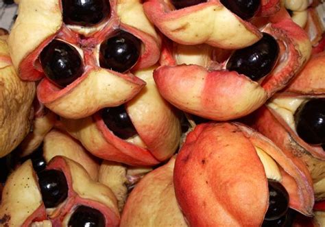 10 Strangest fruits you never tried or heard of - Always Foodie