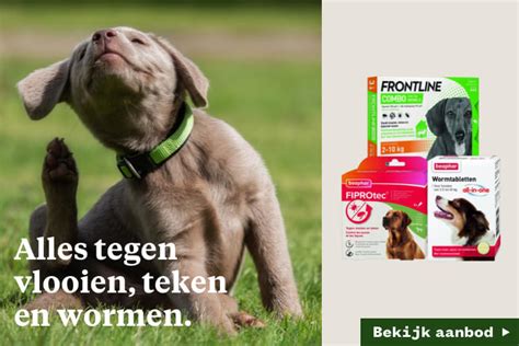 Verzorging van je hond | Tips en advies - Welkoop