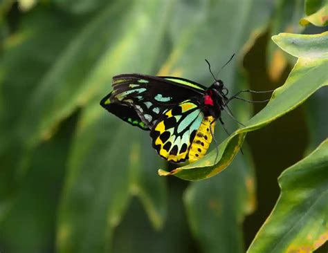 Queen Alexandra's Birdwing Butterfly: Identification, Facts, & Pictures