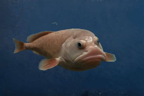 What Does a Blobfish Look Like Underwater?