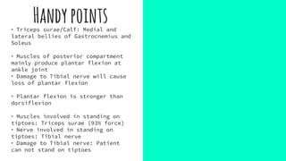 Clinical anatomy of leg | PPT