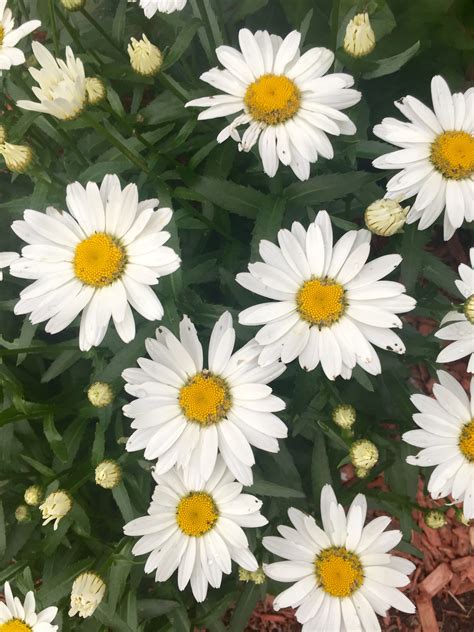 Shasta Daisy | Perennials, Plants, Daisy