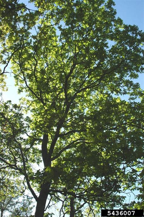 sand hickory (Carya pallida)