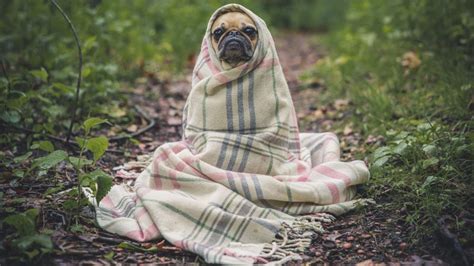 Pug dog wrapped in a blanket - backiee